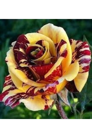 10 Adet Tohum Nadir Bulunan Sarı Kırmızı Gül Tohumu Saksı Toprak