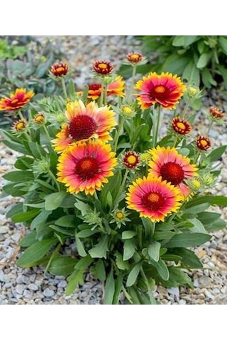 Ayyıldız Çiçeği Tohumu 50 Tohum