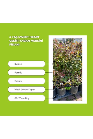 3 Yaş Sweetheart Çeşiti Yaban Mersini Fidanı