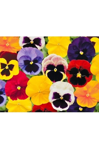 10-15 Adet Karışık Menekşe Çiçeği Tohumu