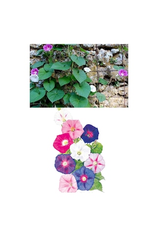 Sabah Sefası Sarmaşık Tohumu Çok Renkli Karışım Ipomoea