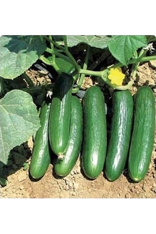 Yerli Oturak Salatalık Tohumu 5 GR Ort 150 Ad Tohum N112076