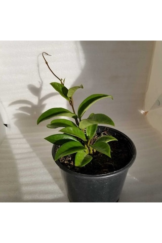 Mum Çiçeği Fidesi Köklenmiş Hoya Pembe Saksılı 10--15cm
