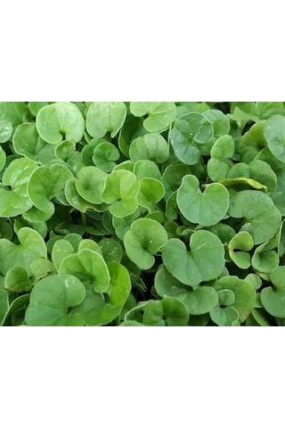 250 GR Fare Kulağı Çim Tohumu Dichondra Repens Kundura Çimi