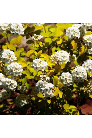 Keçi Sakalı Fidanı 60-80 Cm Boy Gösterişli Çiçekli Bahçe Bitkisi