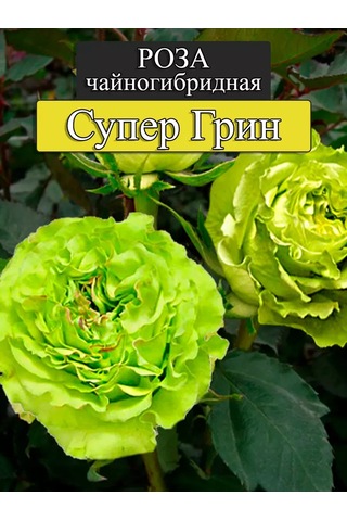 "super Green" Gül Fidanı