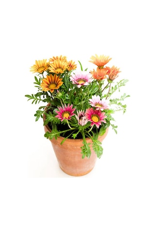 Thebestonline Karışık Renk 10 Adet Gazanya Koyun Gözü Çiçeği Fidanı 20-40cm Saksılı Gazania
