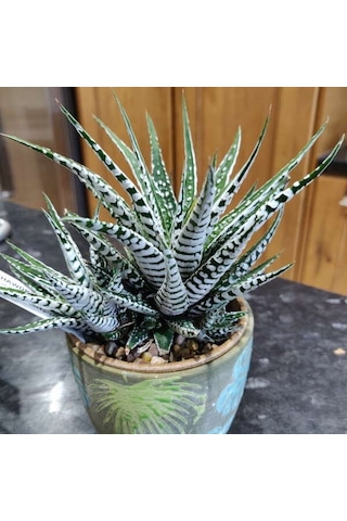Haworthia Attenuata Albino 20 Adet