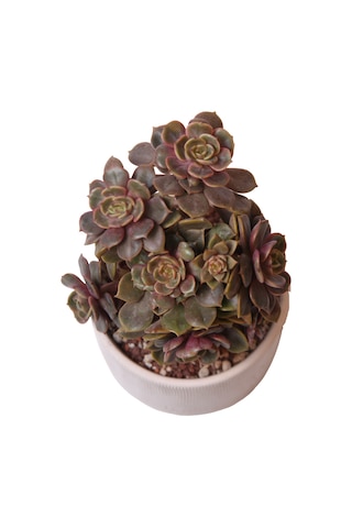 Echeveria Da Hong Pao - Sukulent Haangarden
