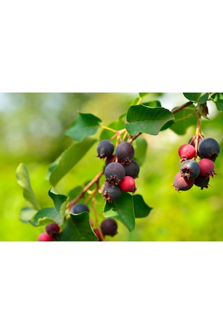 Saskaton Berry Fidanı 2 Adet
