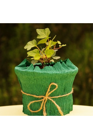 EGET Duvar sarmaşığı (Hedera helix)