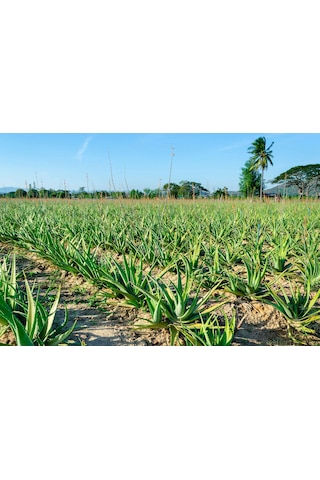 Gojiberryturkiye Farkıyla Aleo Vera Bitkisi