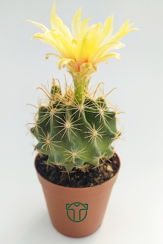 Thelocactus İdeas Çiçek Açan Kaktüs 5.5 Cm Saksıda