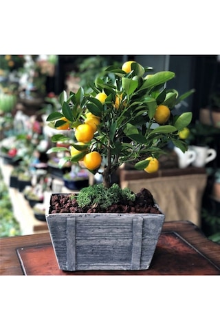 Kamkat Bonsai Kumquat Ağacı 3 Adet Tohum Al Saksı+torf Hediye Ev Ve Bahçe Için Ideal