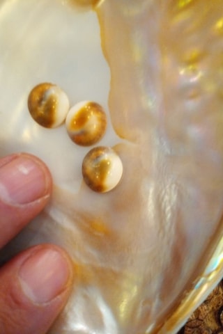 Yılancık Taşı Sifa Tası Canlı Yavru Dişi Ve Erkek Karışık 3 Adet 001