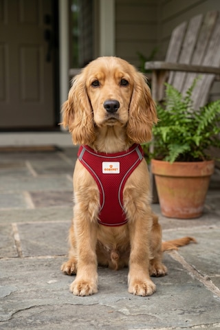 Kediler Ve Köpekler İçin Rahat, Dayanıklı Göğüs Tasması Xl Kırmızı