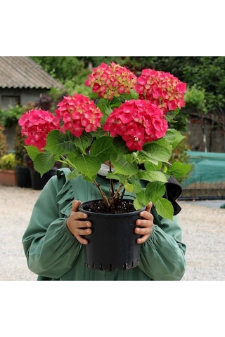 Videolu 4 Adet Kırmızı Çiçekli Ortanca Fidanı 30-60 Cm Tüplü Çiçekli Bodur Bitkiler Red Hydrangea