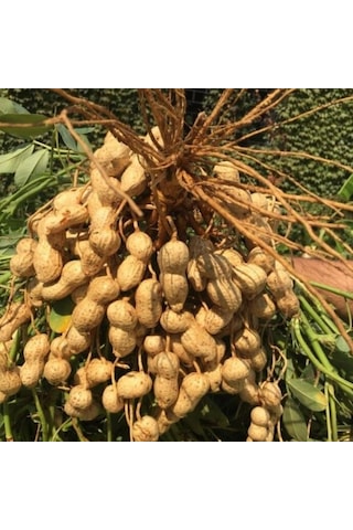 Yeni Sezon Çiğ Haşlamalık Taze Yer Fıstığı Taze Söküm 2 Kg