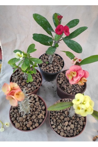 Videolu Milli Dikenler Tacı 15-25 Cm 5 Farklı Renk Saksılı Kaktüs Euphorbia