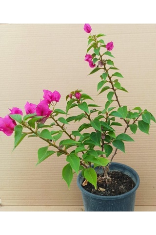 Bodur Begonvil Fuşya Renk 40-50cm Saksılı Diğer