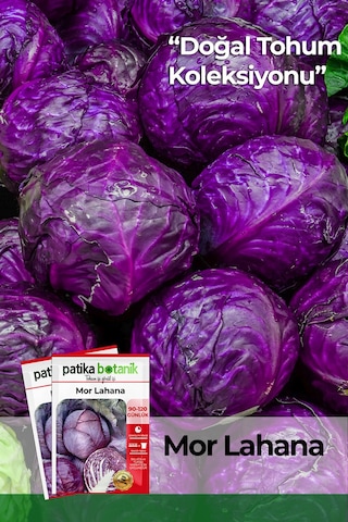 Patika Botanik 500 Adet Mor Kırmızı Lahana Tohumu