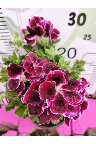 Bordo Ceylangözü Sardunya Pelargonium Domesticum - Renkli Süs Bitkisi