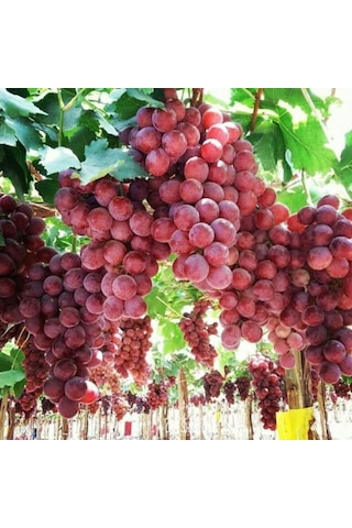 Pembemsi Kırmızı Üzüm Fidanı "red Globe" 1-2 Yaş Arası Tüplü