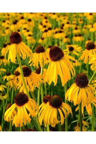 Sarı Ekinezya Tohumu 50 Adet