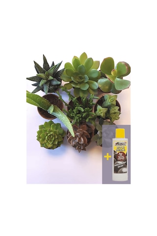 905b - 9'lu Sukulent Seti Ve Sukulent Besini 225 Ml