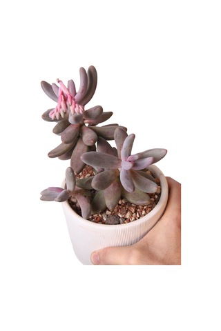Echeveria Ghanzou Variegata - Sukulent Haangarden