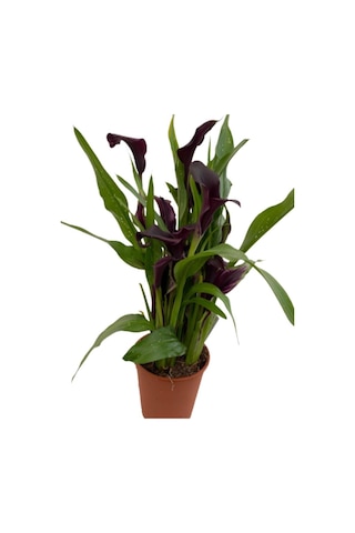 Gala Gelin Çiçeği Bordo 15-25 Cm