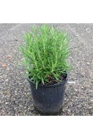 50 Adet Nadir Biberye Tohumu Biberiye Tohumu Saksı Toprak Hediye Sürpriz Hediye Tohumludur..