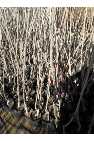 Venüs Nektarin Prunus Persica Nucipersica