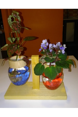 Topraksız Bitki ve Çiçek için Ahşap Ayaklı Cam Vazo