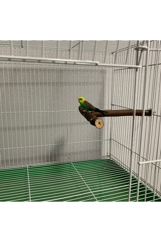 Yifomall Ahşap Kuş Tüneği - Eğitim Ve Oyun Standı 18x15cm