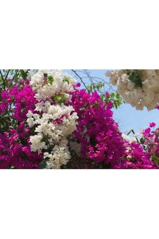 Serada Decor Plant Çift Renk Pembe Beyaz Begonvil Çiçeği Fidanı 60 Cm Saksılı