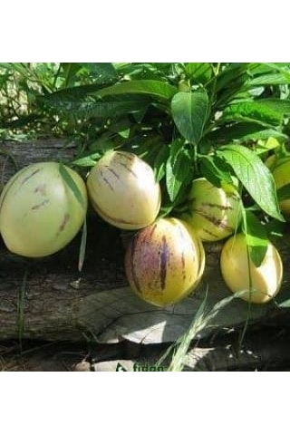 4 Adet Pepino Fidanı. Torbada Dallı