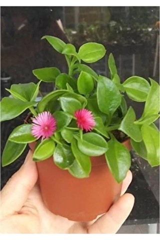 Buz Çiçeği Fidesi Fidanı Yer Örtücü Çok Yıllık Aptenia Cordifolia