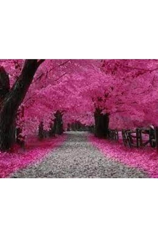 10 Adet Tohum Organik İthal Sakura Pembe Ağaç Tohumu Saksı Toprak Hediyelidir
