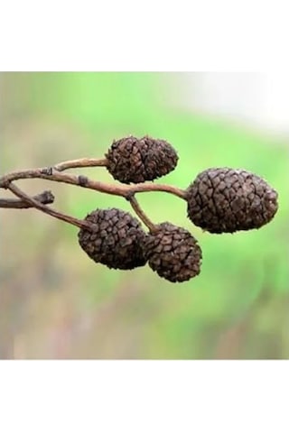Doğal Kızılağaç Kozalağı 25 Adet - Akvaryum İçin