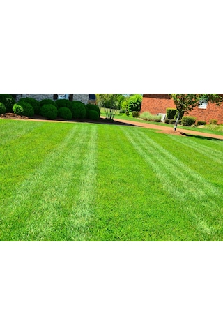 GRass Seed Çim Tohumu 1 KG