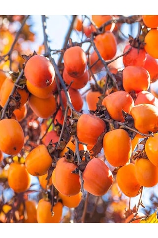 2 Adet Çikolata Aromalı Trabzon Hurma Fidanı ( Cennet Elması )