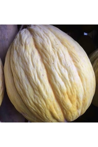 Kavun Taze Kırkağaç 3 5 Kg