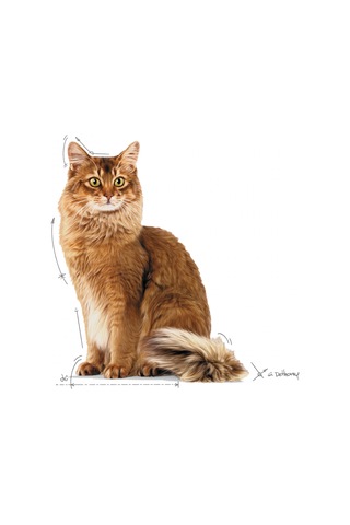 Lightweight Yaş Kedi Maması 12 X 85g