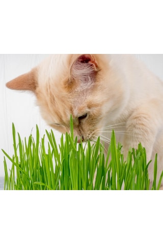 Kedi Çimi 12 cm'lik Saksıda