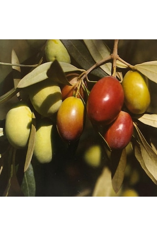 Tüplü Büyük Meyveli Sarı Ulak Zeytin Fidanı