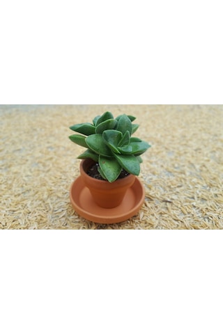 Crassula Springtime - 20 Adet Sukulent - Teraryum Bitkisi