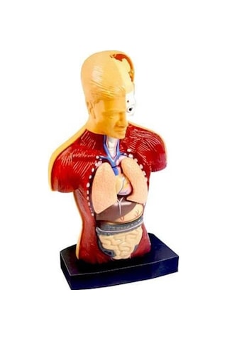 Kızılkaya Yarım İnsan Vücudu 3d Eğitim Seti 3301