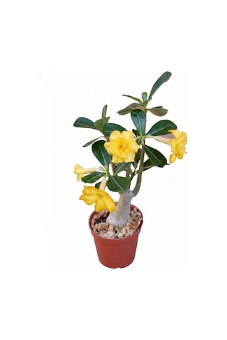 Adenium Obesum Çöl Gülü - Özel Nadir Katmerli Sarı Varyete Yellow Desert Rose 1