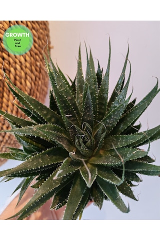 Aloe Aristata Sukulent 1 Adet